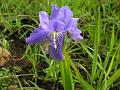 Blue Star Iris